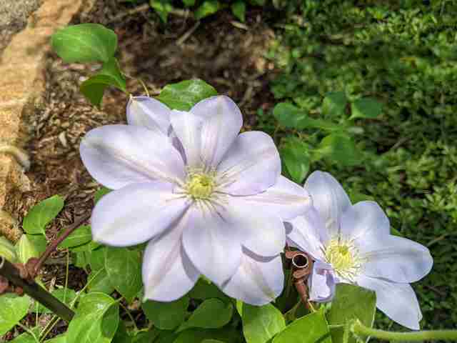 院長の園芸日記