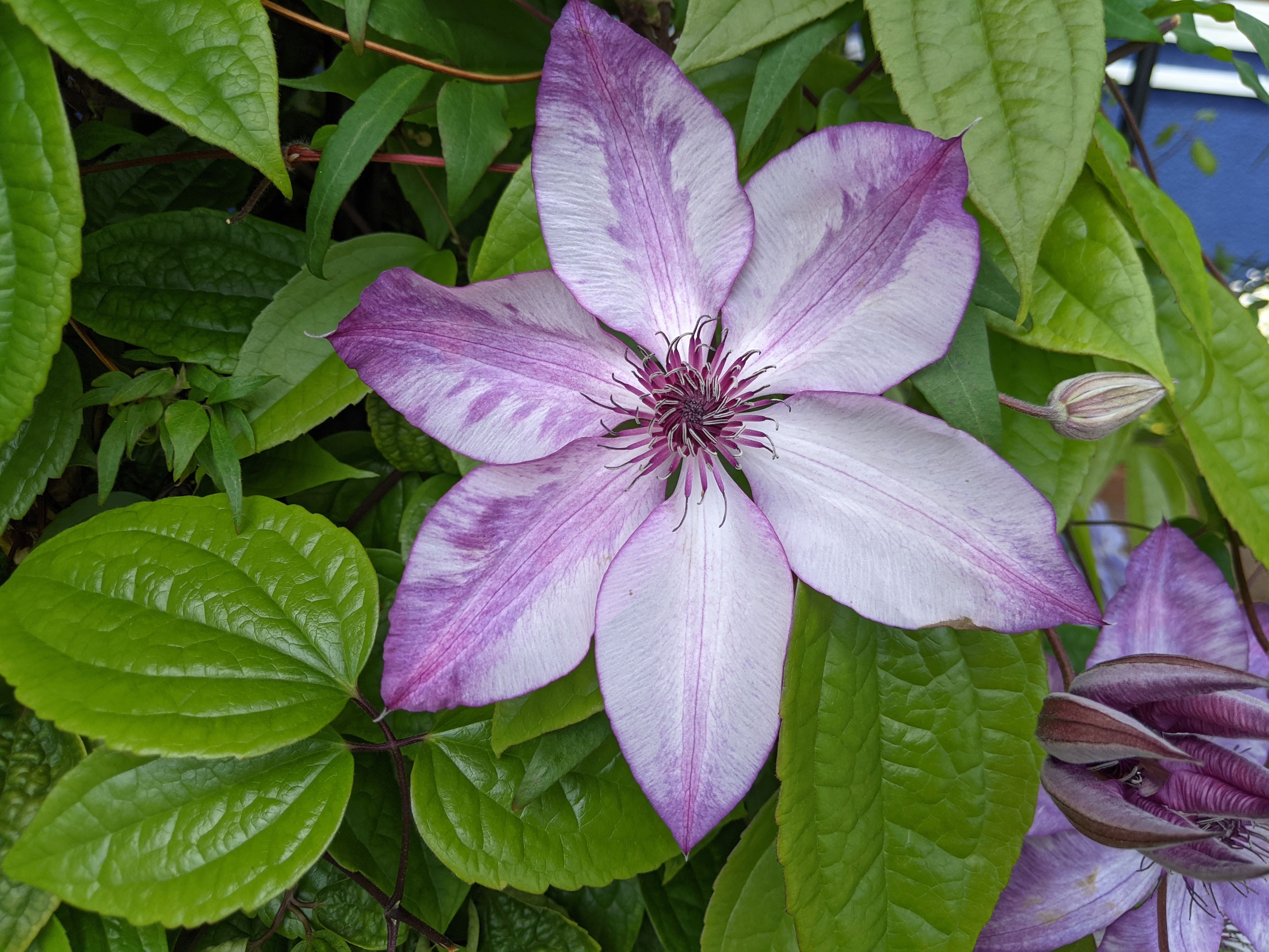 院長の園芸日記