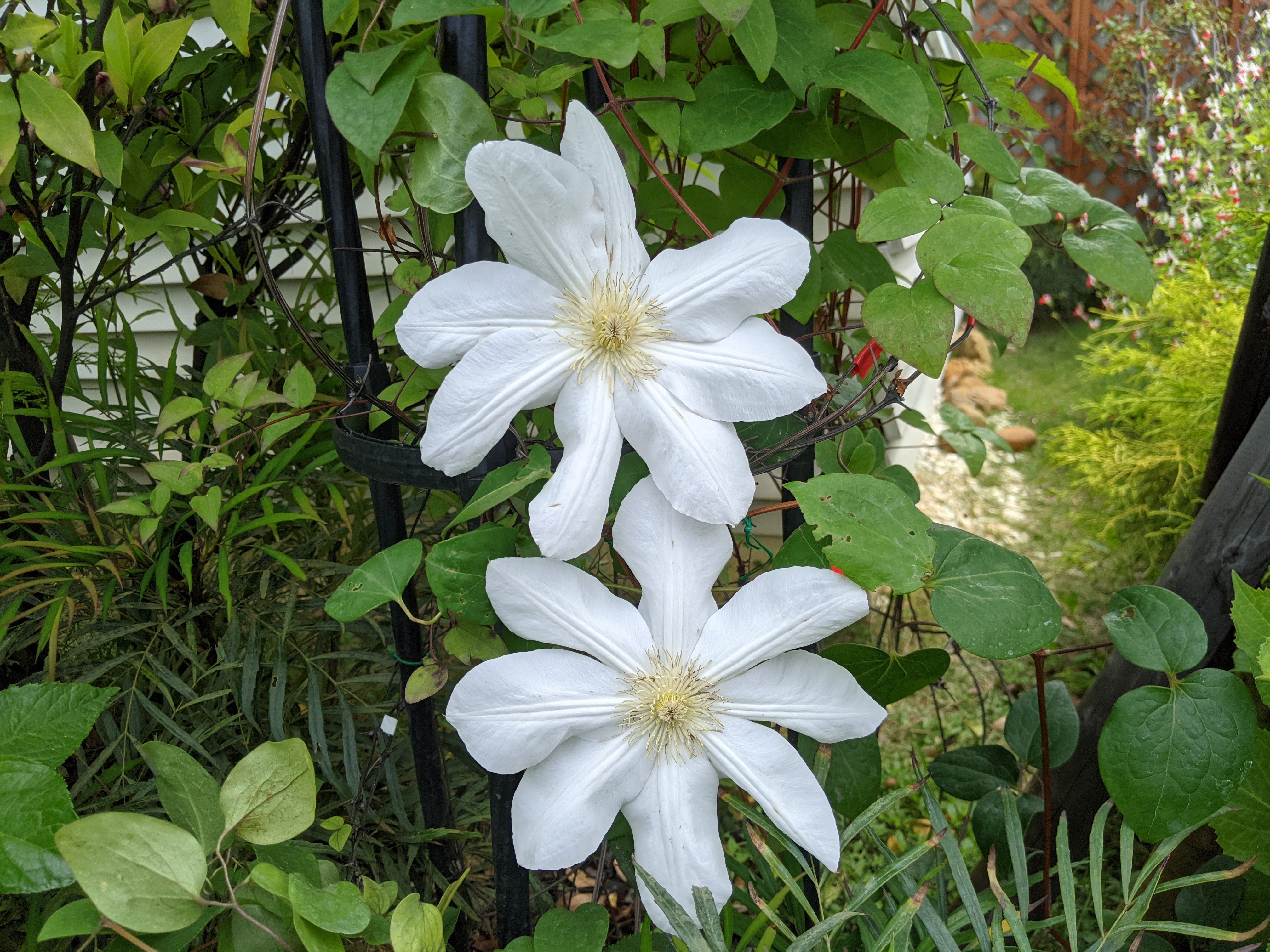 院長の園芸日記